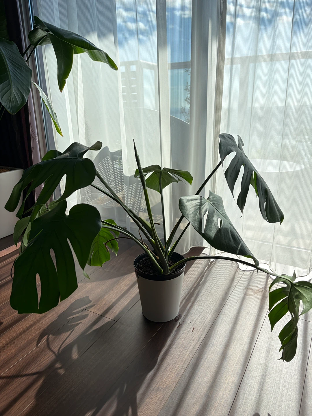 ◆モンステラ◆観葉植物の写真4枚目