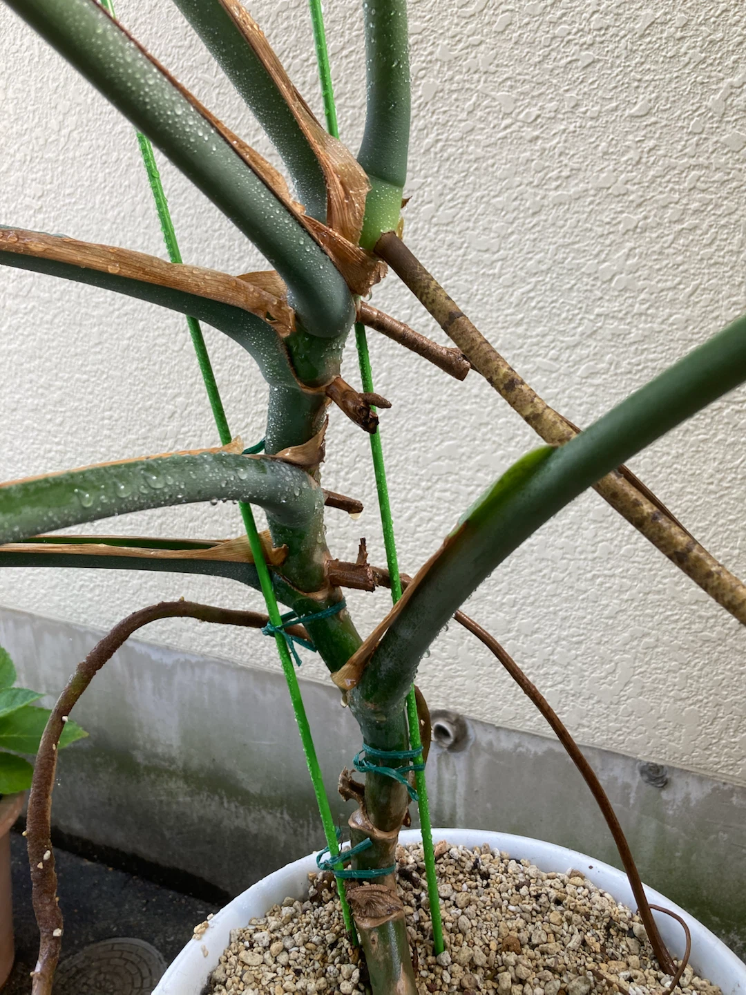 【大型モンステラ】存在感抜群！陶器鉢・鉢カバー付きの写真4枚目