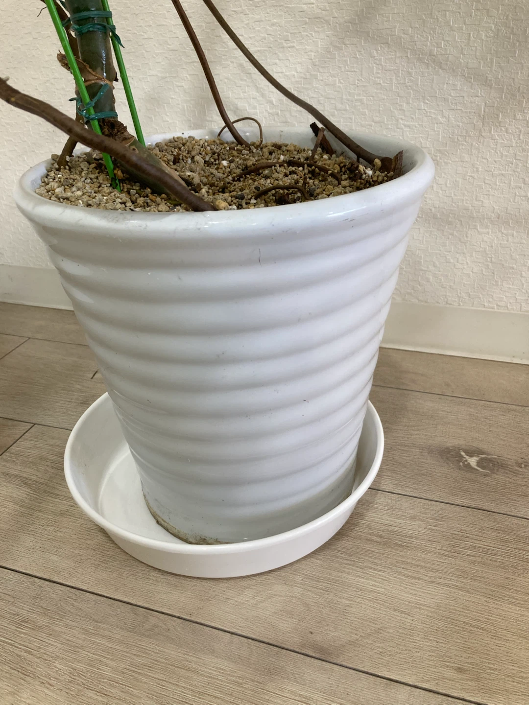 【大型モンステラ】存在感抜群！陶器鉢・鉢カバー付きの写真5枚目