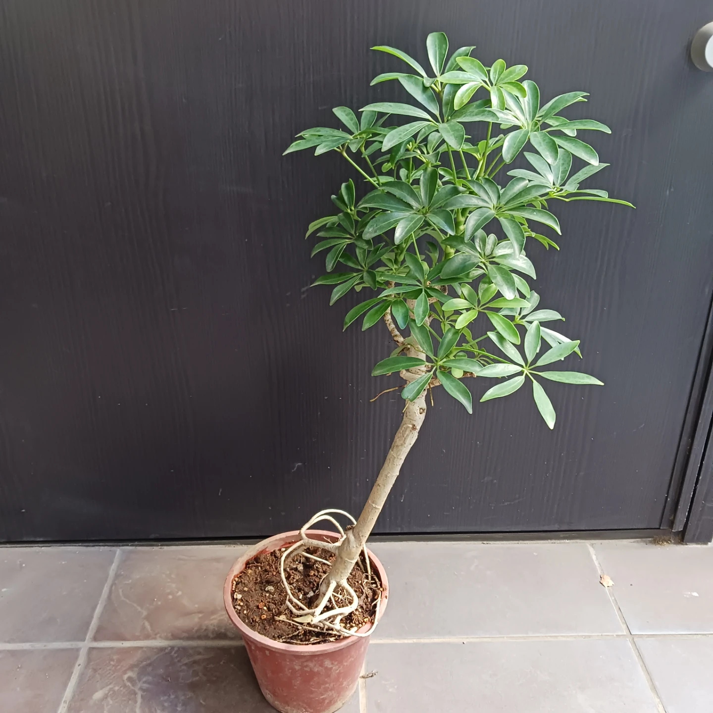 15 シェフレラ　コンパクタ　5号　ホンコン　観葉植物　クイーン