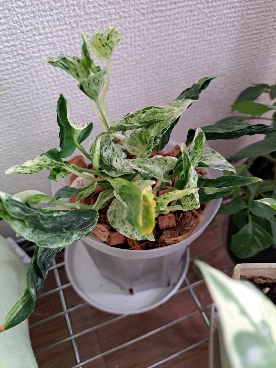 ポトス 観葉植物