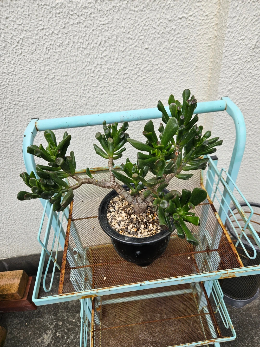 多肉植物 ゴーラムの写真4枚目