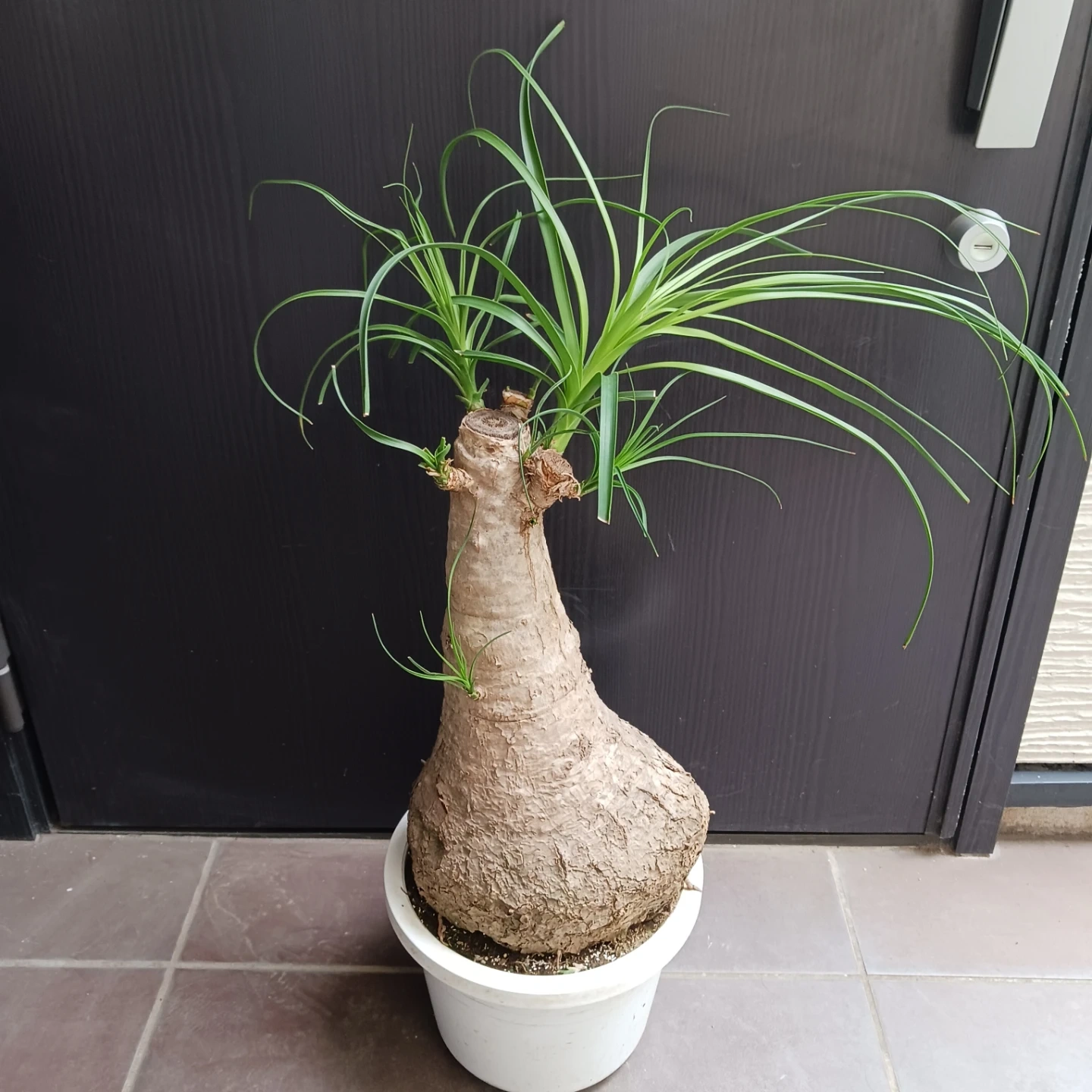 迫力ある★ノリナ 8号 トックリラン 観葉植物
