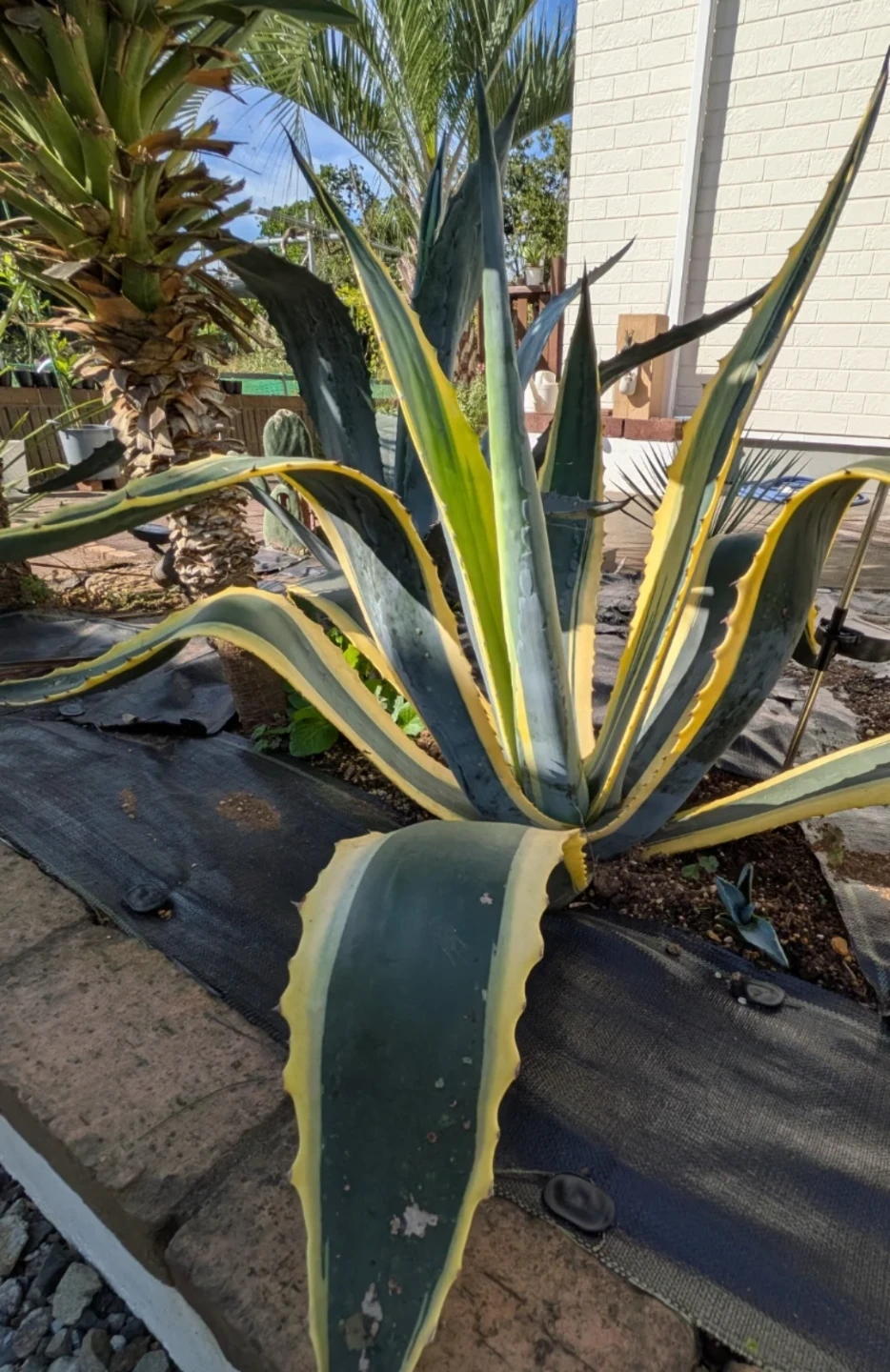 観葉植物　　 アガベ　ソテツ　子株　3セットの写真5枚目