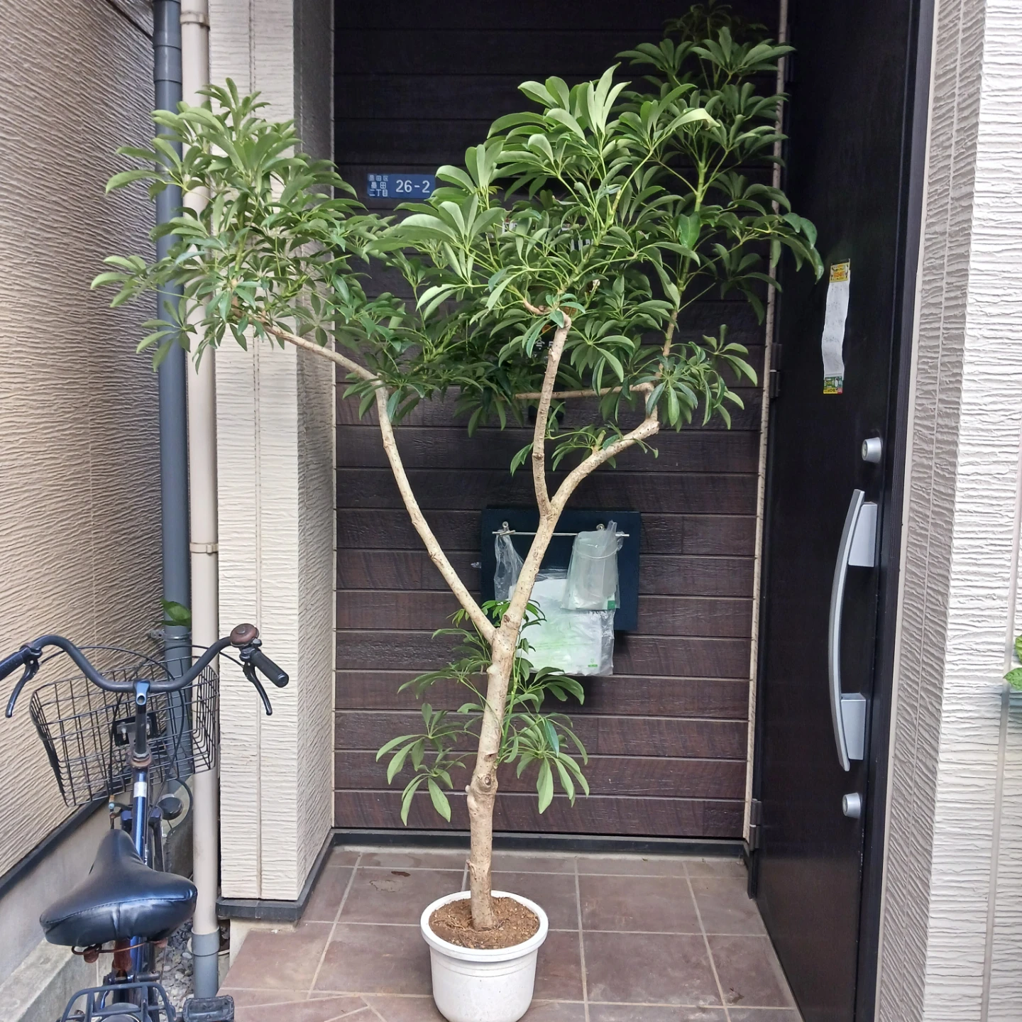 まとめ買い対象★2 シェフレラ　9号　観葉植物の写真3枚目