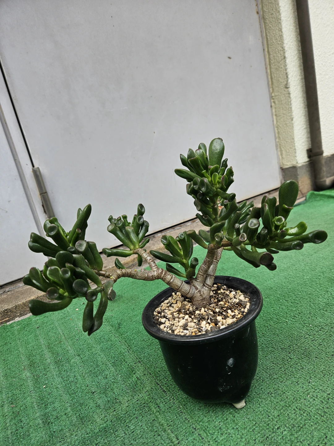 多肉植物 ゴーラム