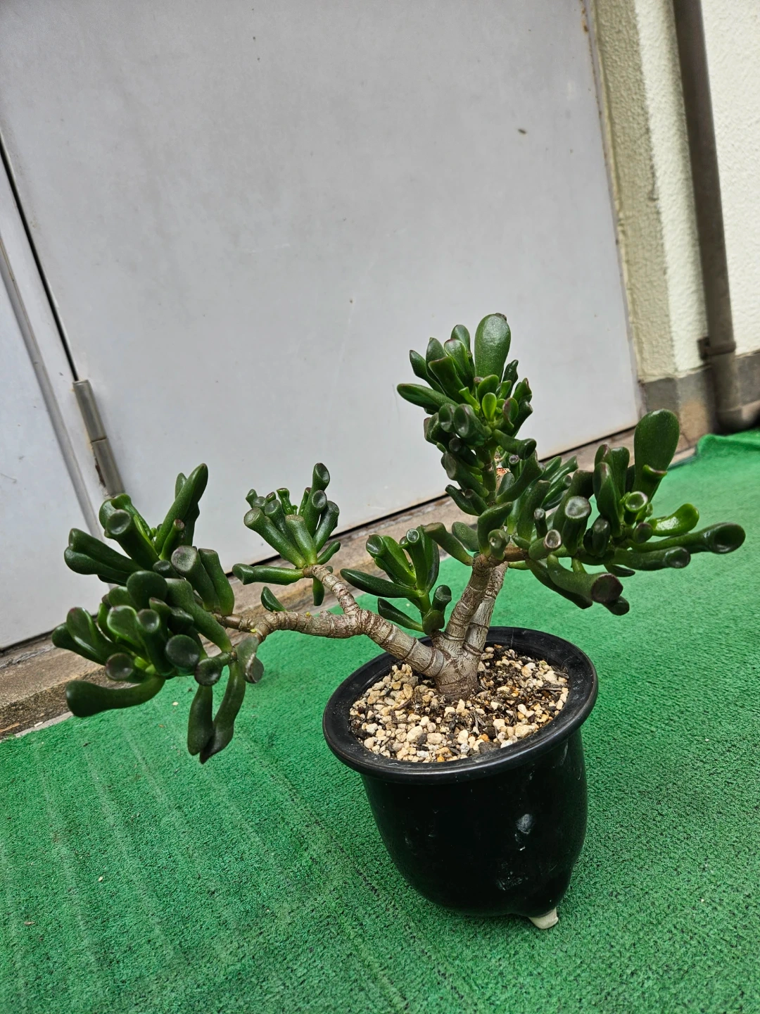 多肉植物 ゴーラム
