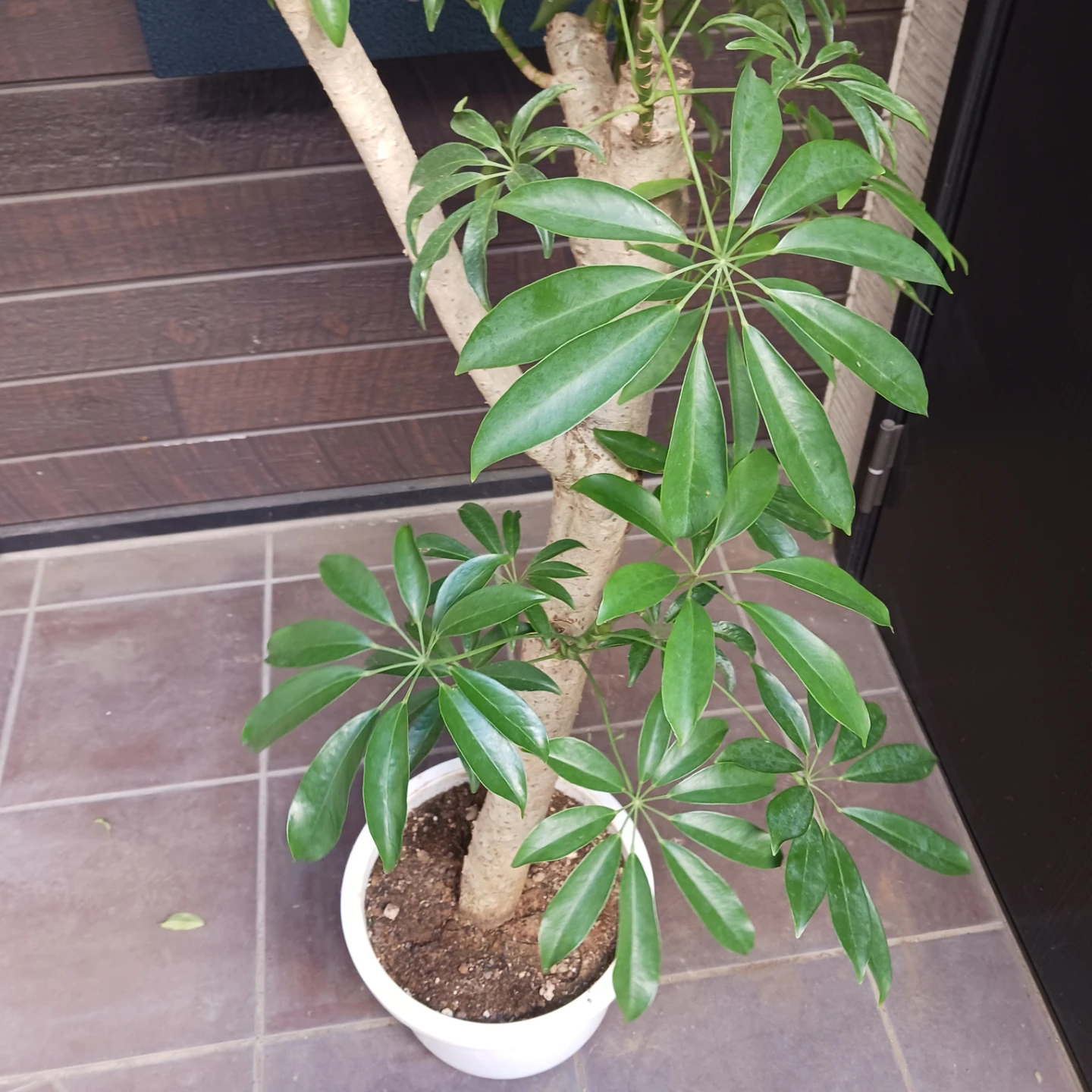 まとめ買い対象★4 シェフレラ　9号　観葉植物　大型　シンボルツリーの写真4枚目