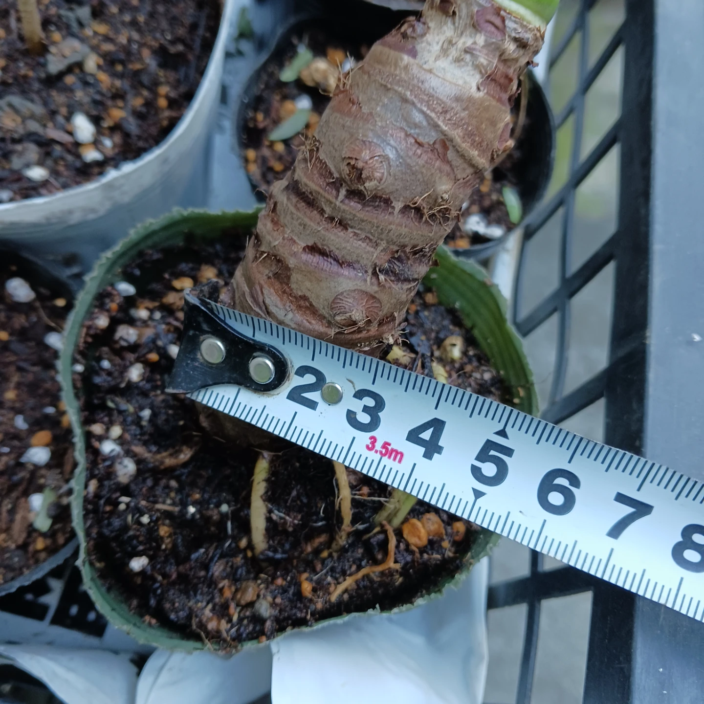 クワズイモ　アロカシア オドラ　3号　観葉植物の写真9枚目