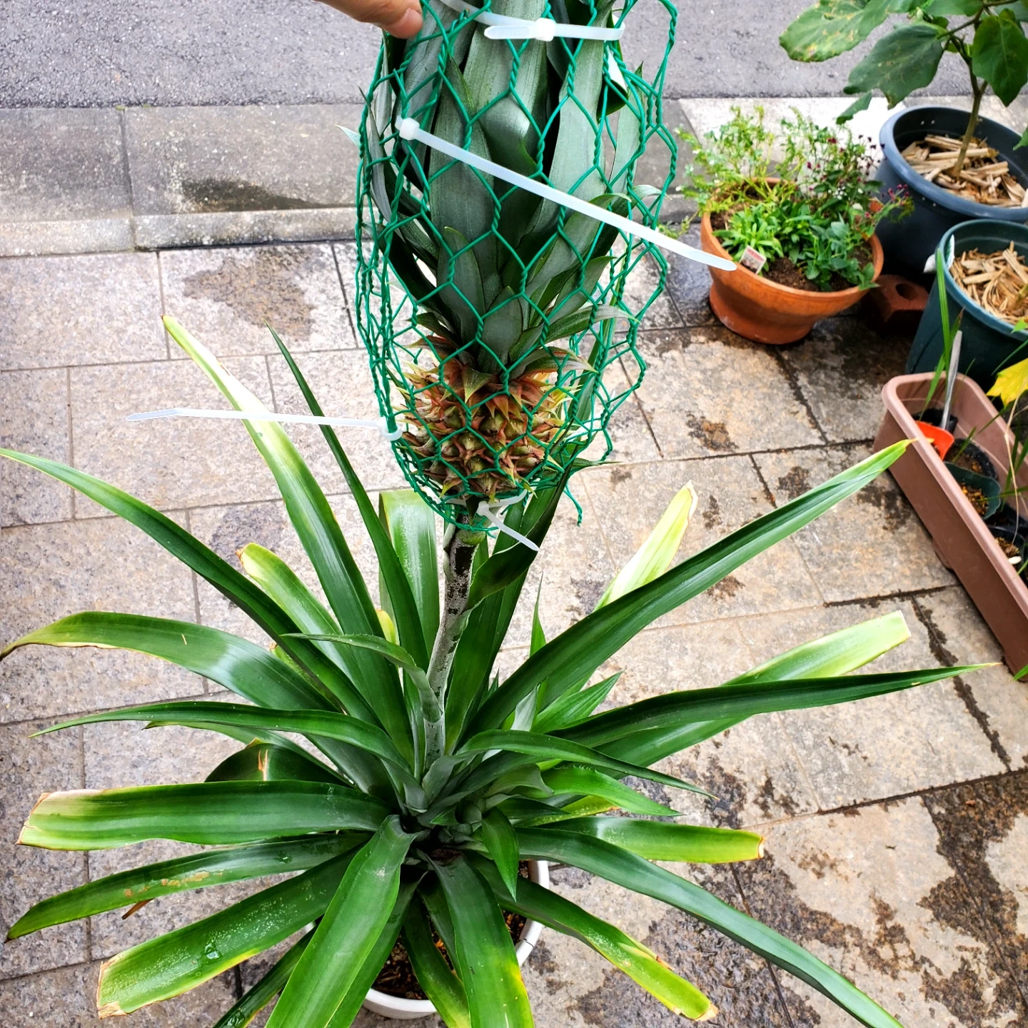 パイナップル 結実株 鉢植え