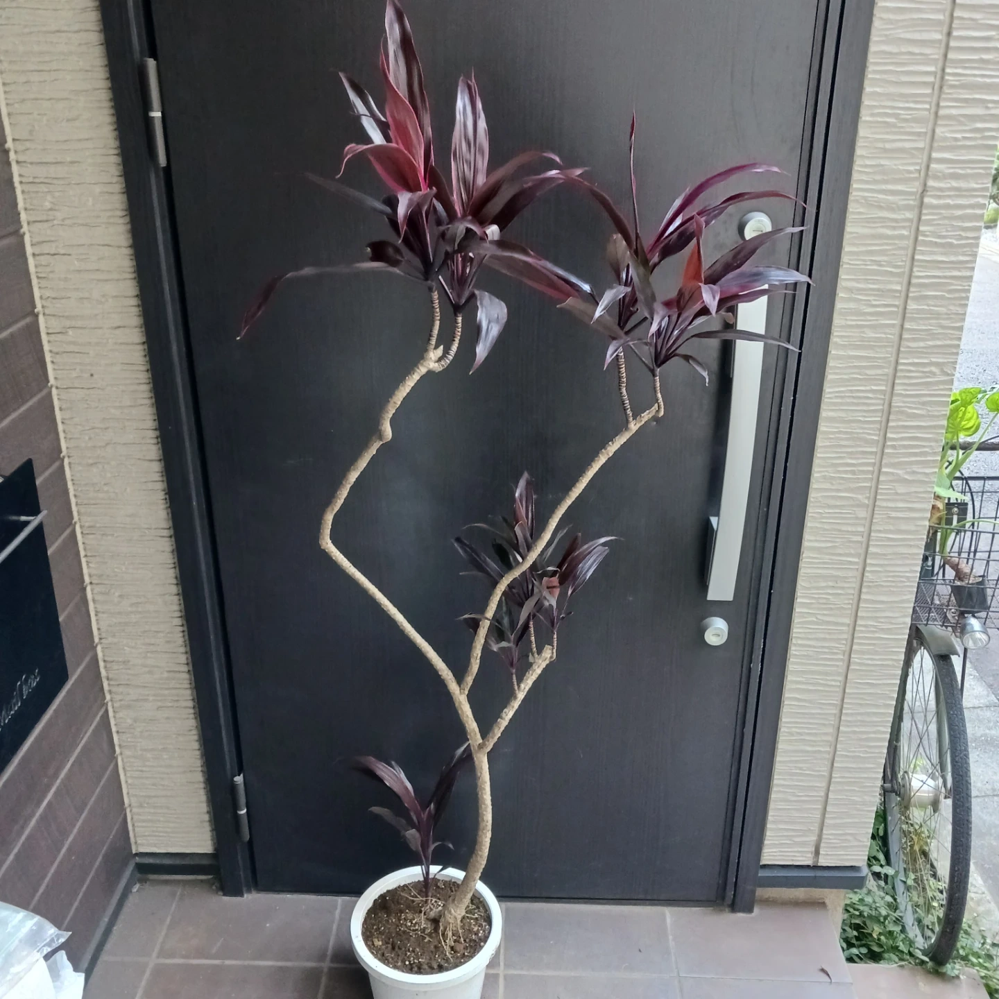 まとめ割り対象★コルジリネ アイチアカ 8号 観葉植物の写真3枚目