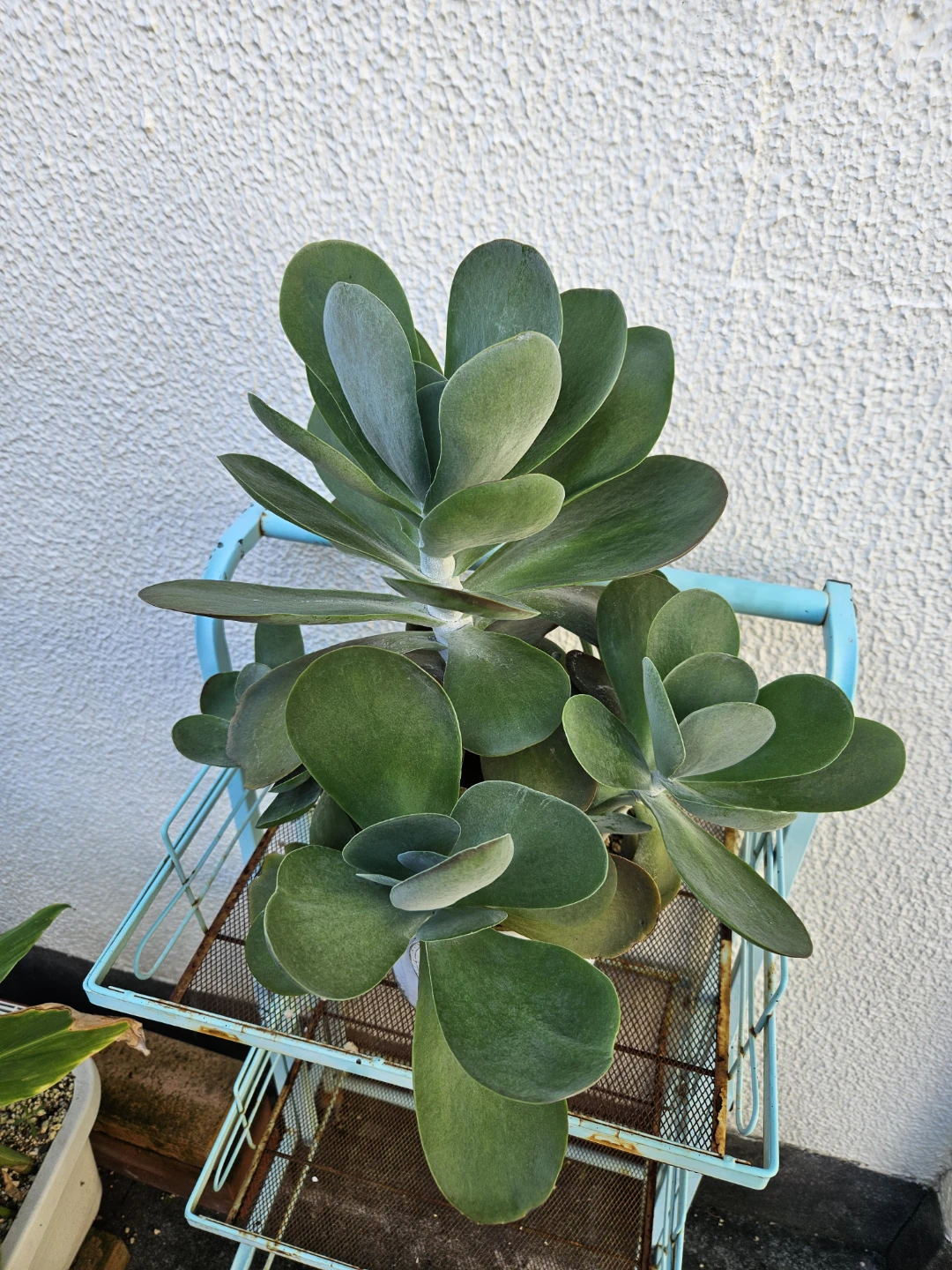 観葉植物 多肉植物 シャレな白鉢付き　デザートローズの写真4枚目