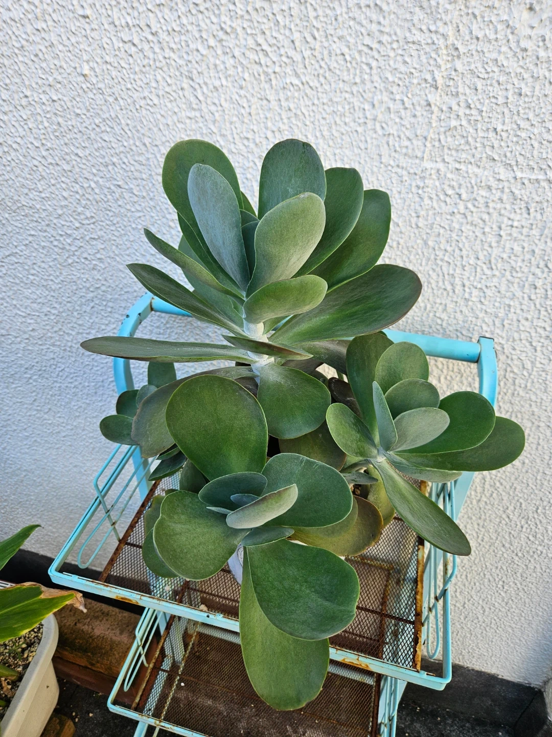 観葉植物 多肉植物 シャレな白鉢付き デザートローズの写真4枚目