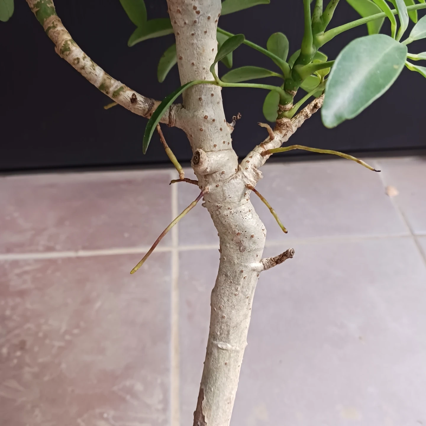 15 シェフレラ コンパクタ 5号 ホンコン 観葉植物 クイーンの写真7枚目