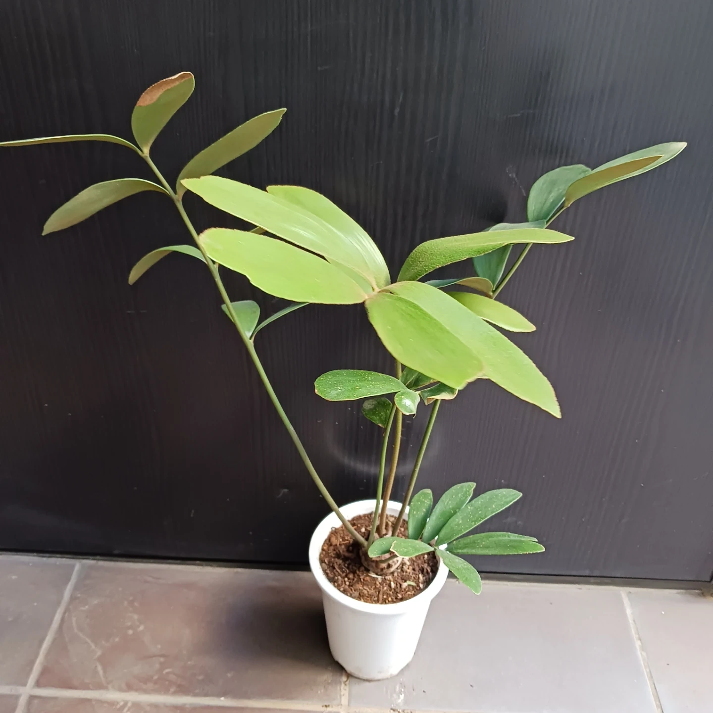 メキシコソテツ ザミア 4号 観葉植物の写真3枚目