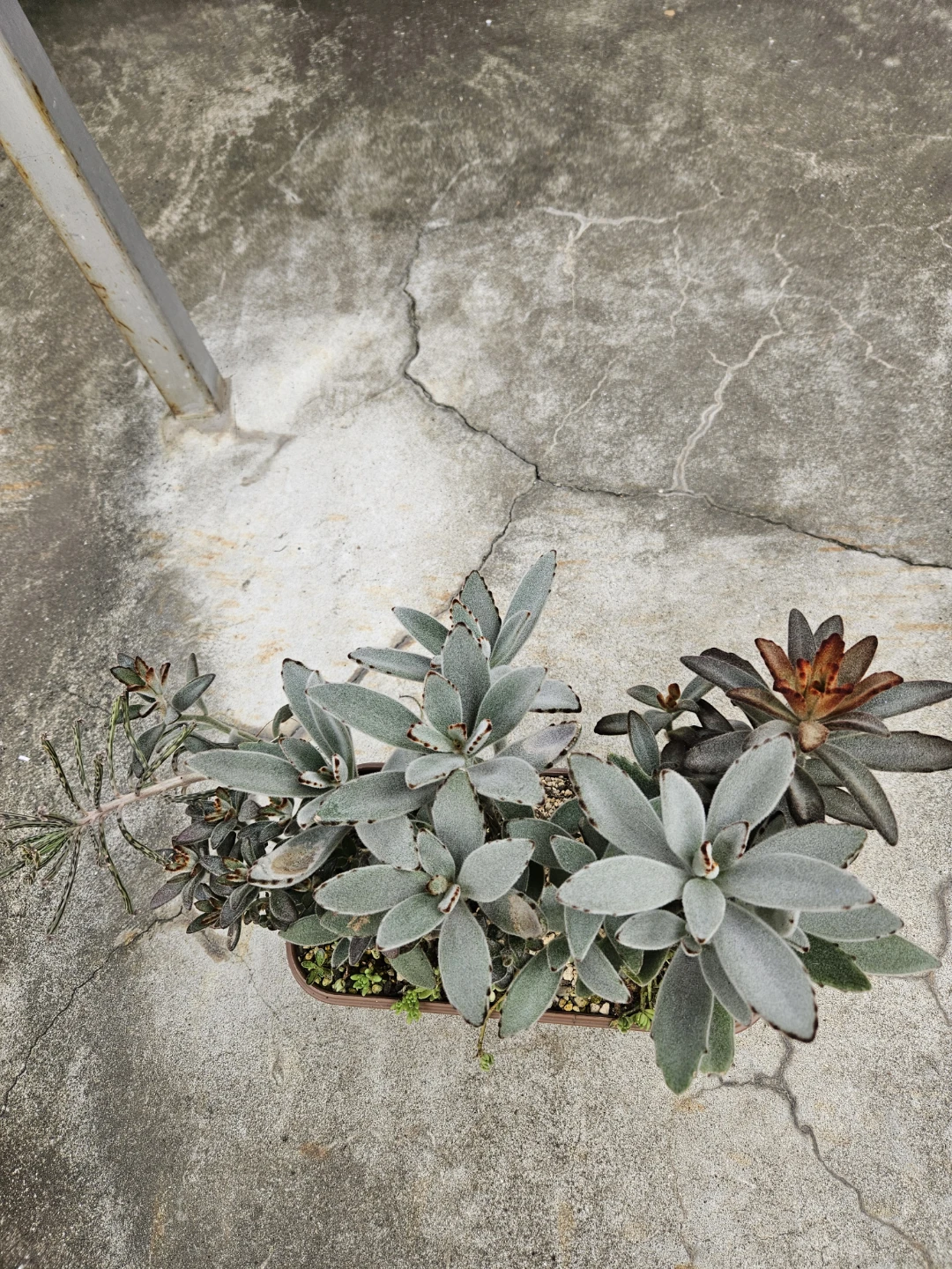 兎系　 寄せ植え  多肉植物の写真10枚目