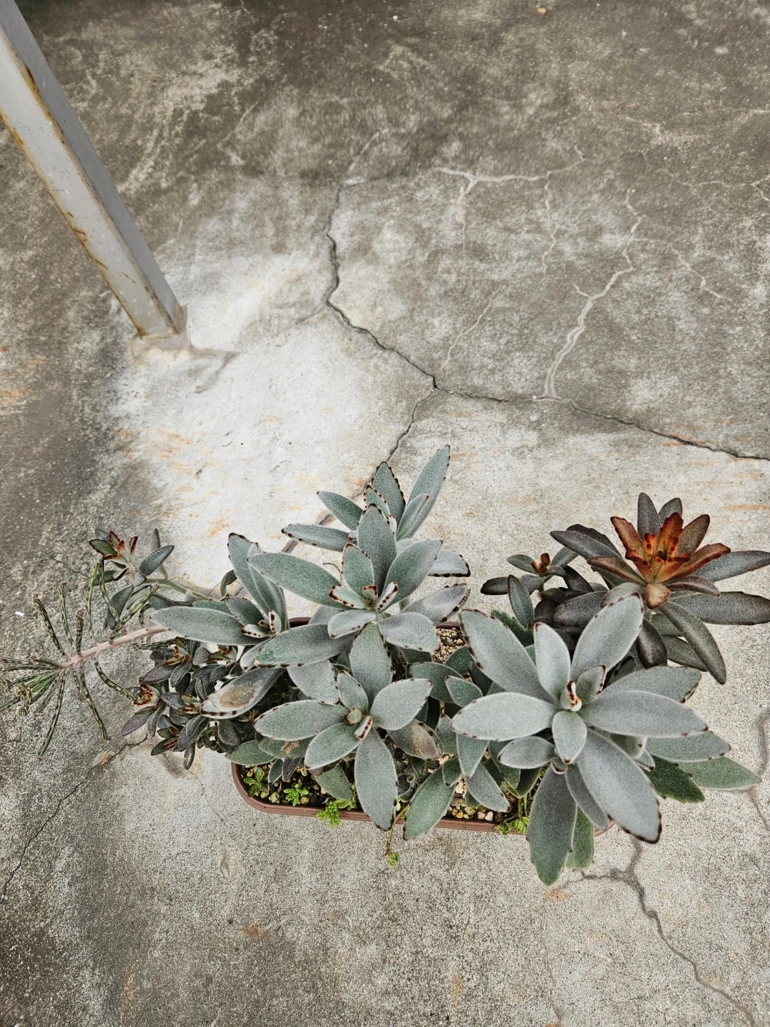 兎系 寄せ植え 多肉植物の写真10枚目