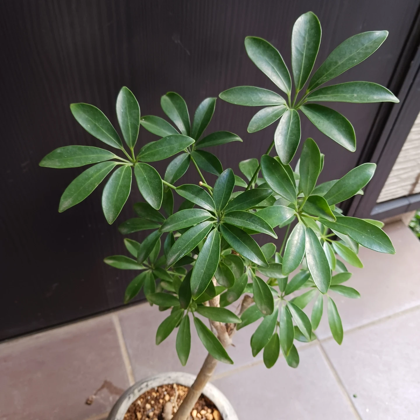 シェフレラコンパクタ 5号相当 観葉植物の写真5枚目