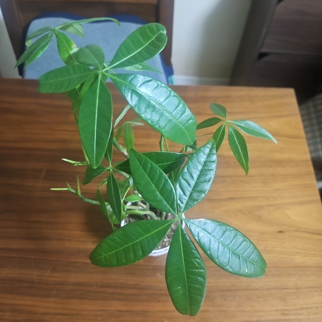 ◽パキラ◽観葉植物◽7本立ち