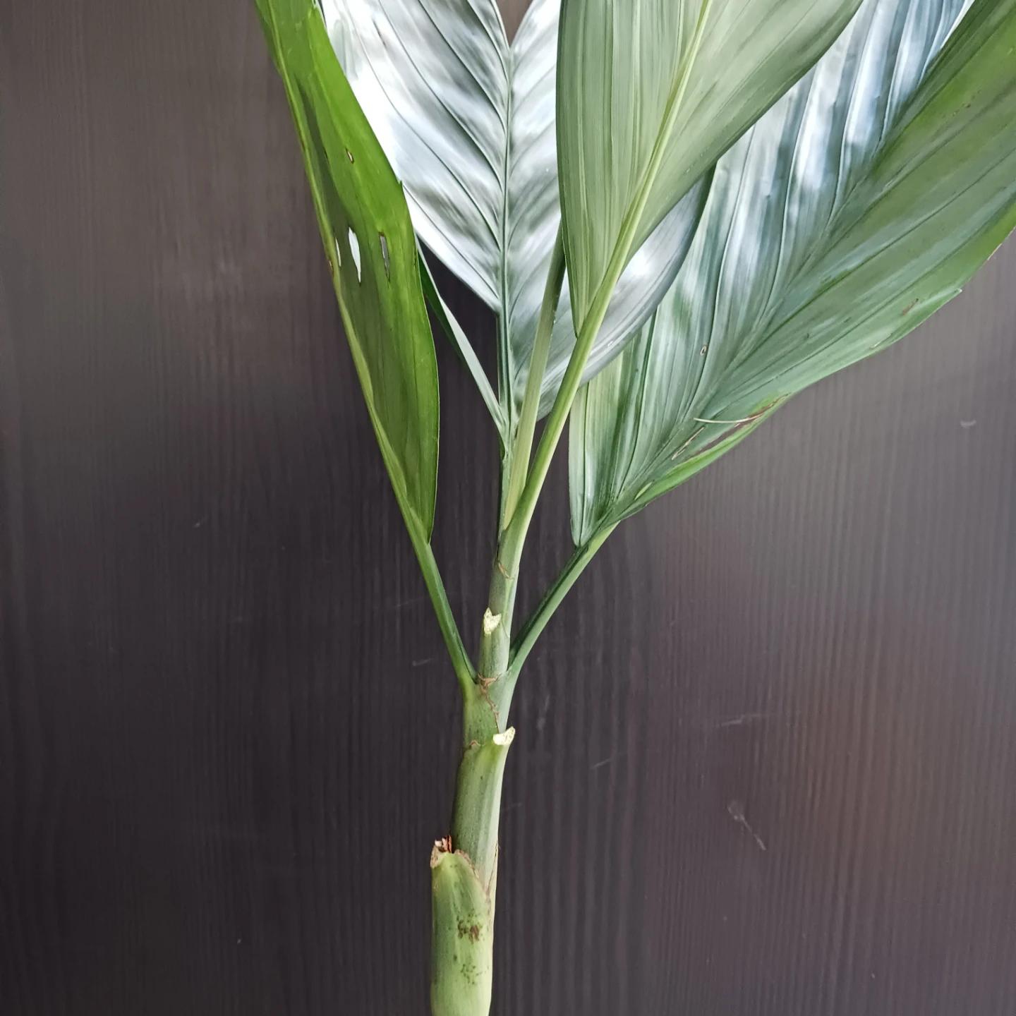 まとめ買い対象★レア★3 テネラ　根上がり 6号　ヤシ　観葉植物の写真5枚目