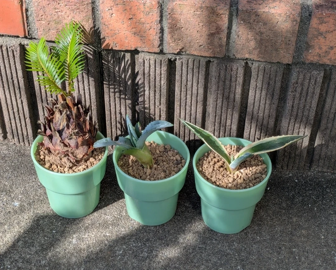 観葉植物 アガベ ソテツ 子株 3セット