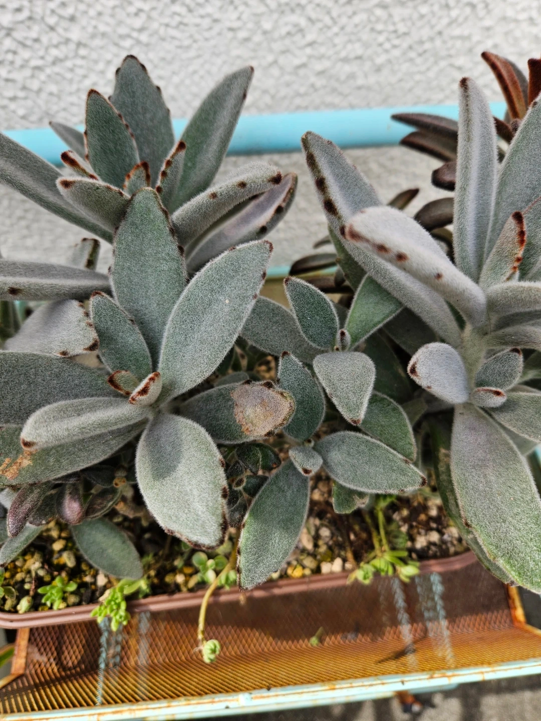 兎系 寄せ植え 多肉植物の写真6枚目