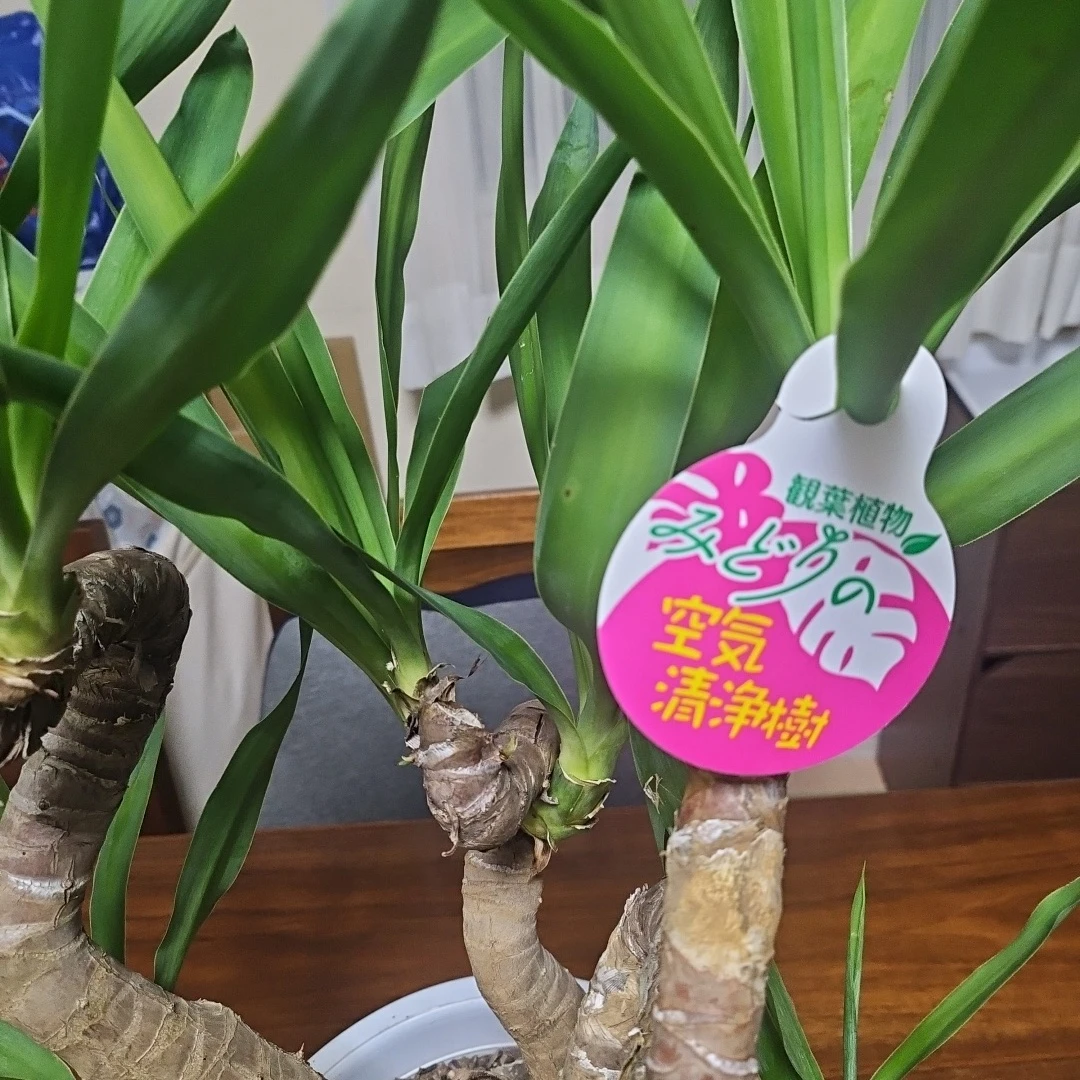 ◽観葉植物ユッカ◽空気清浄樹◽極太幹◽鉢付きの写真4枚目