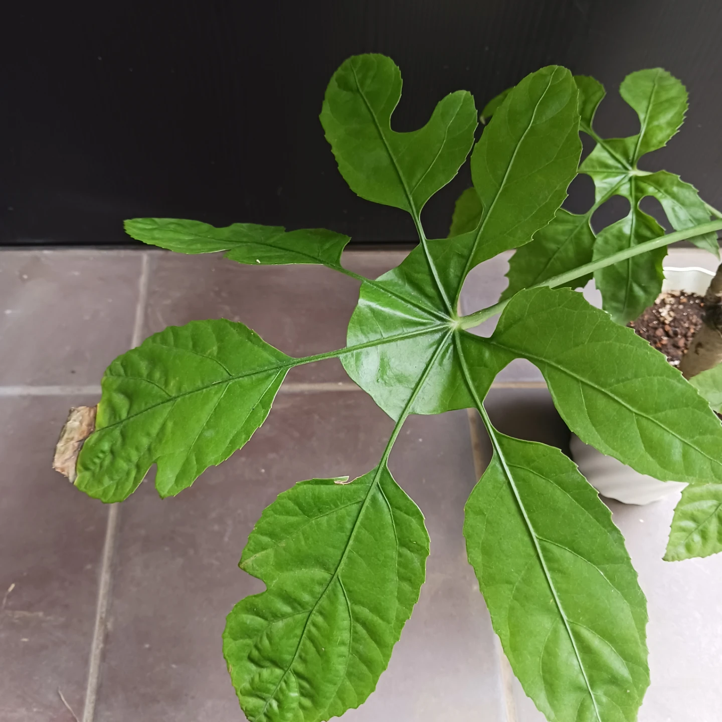 まとめ買い対象★希少植物★7 トラベシア　パルマータ　5号　観葉植物　レアの写真6枚目