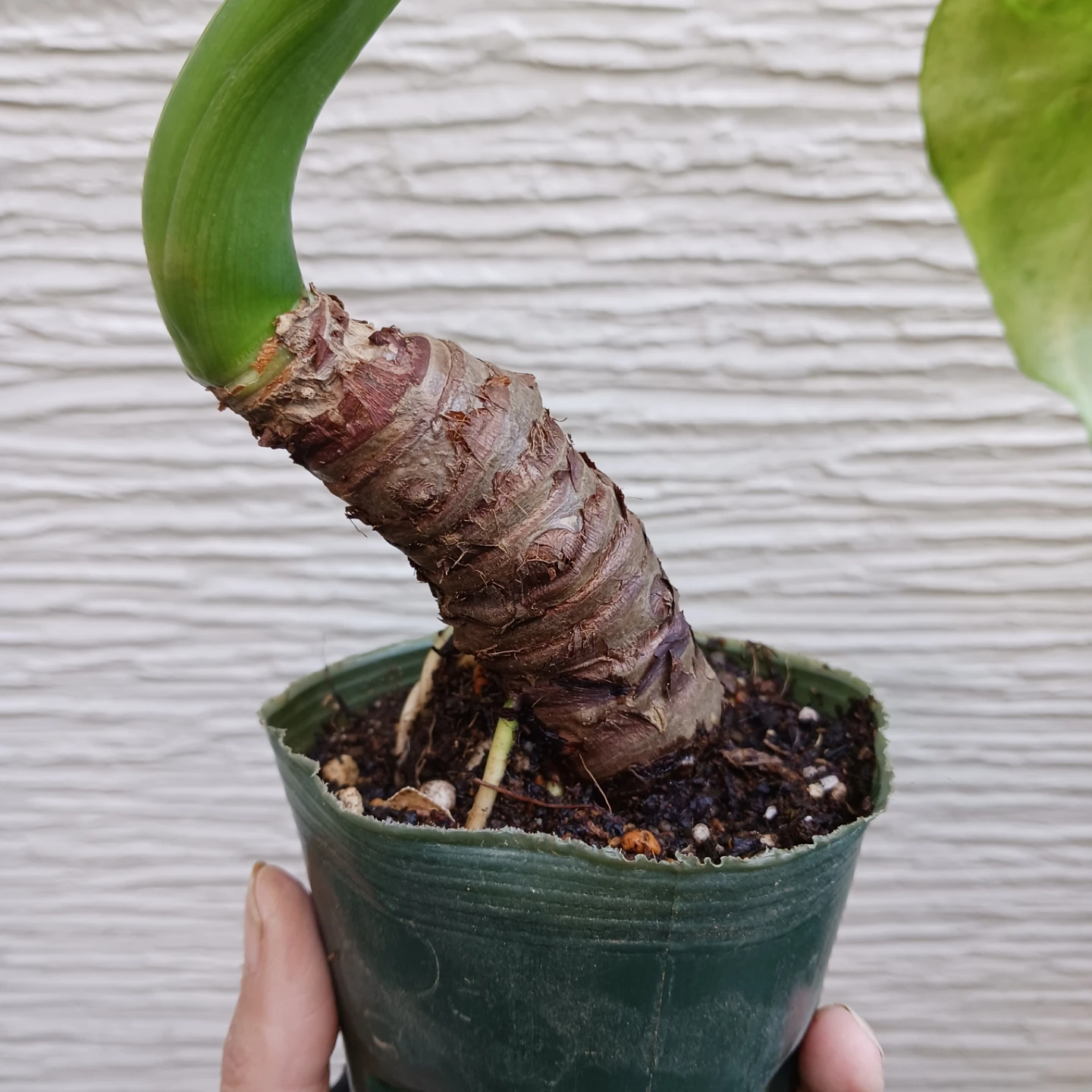 クワズイモ　アロカシア オドラ　3号　観葉植物の写真5枚目