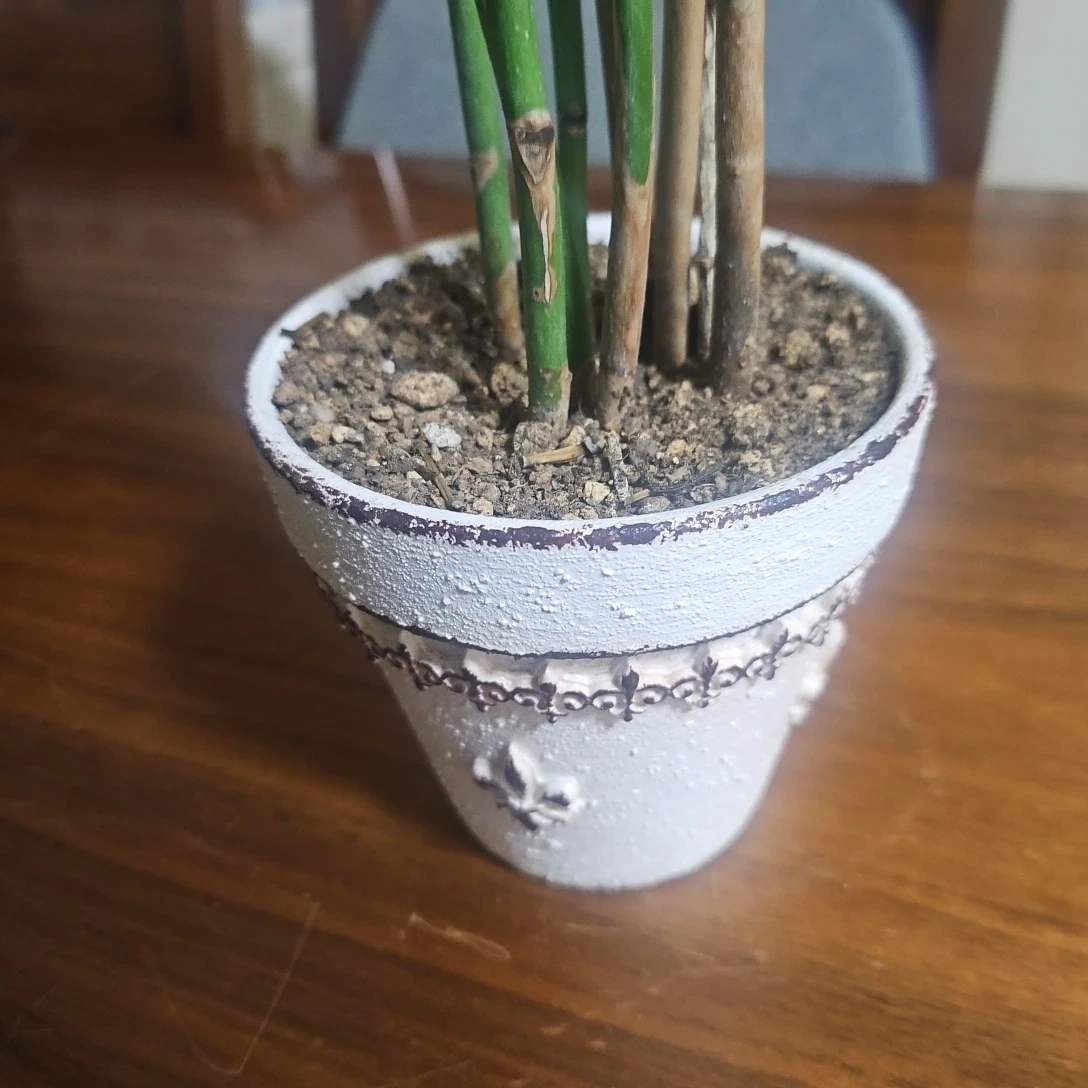 ◽パキラ◽観葉植物◽7本立ちの写真5枚目