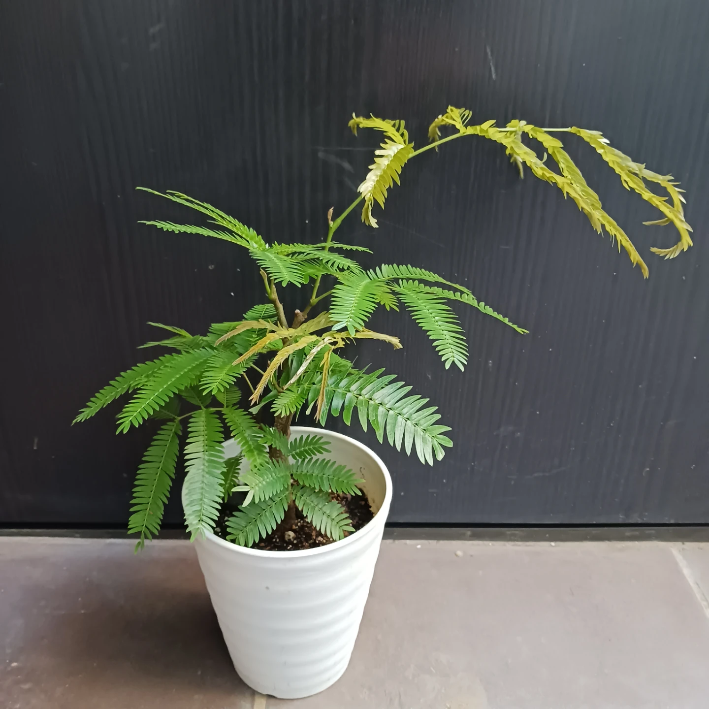 エバーフレッシュ　4号　観葉植物の写真3枚目