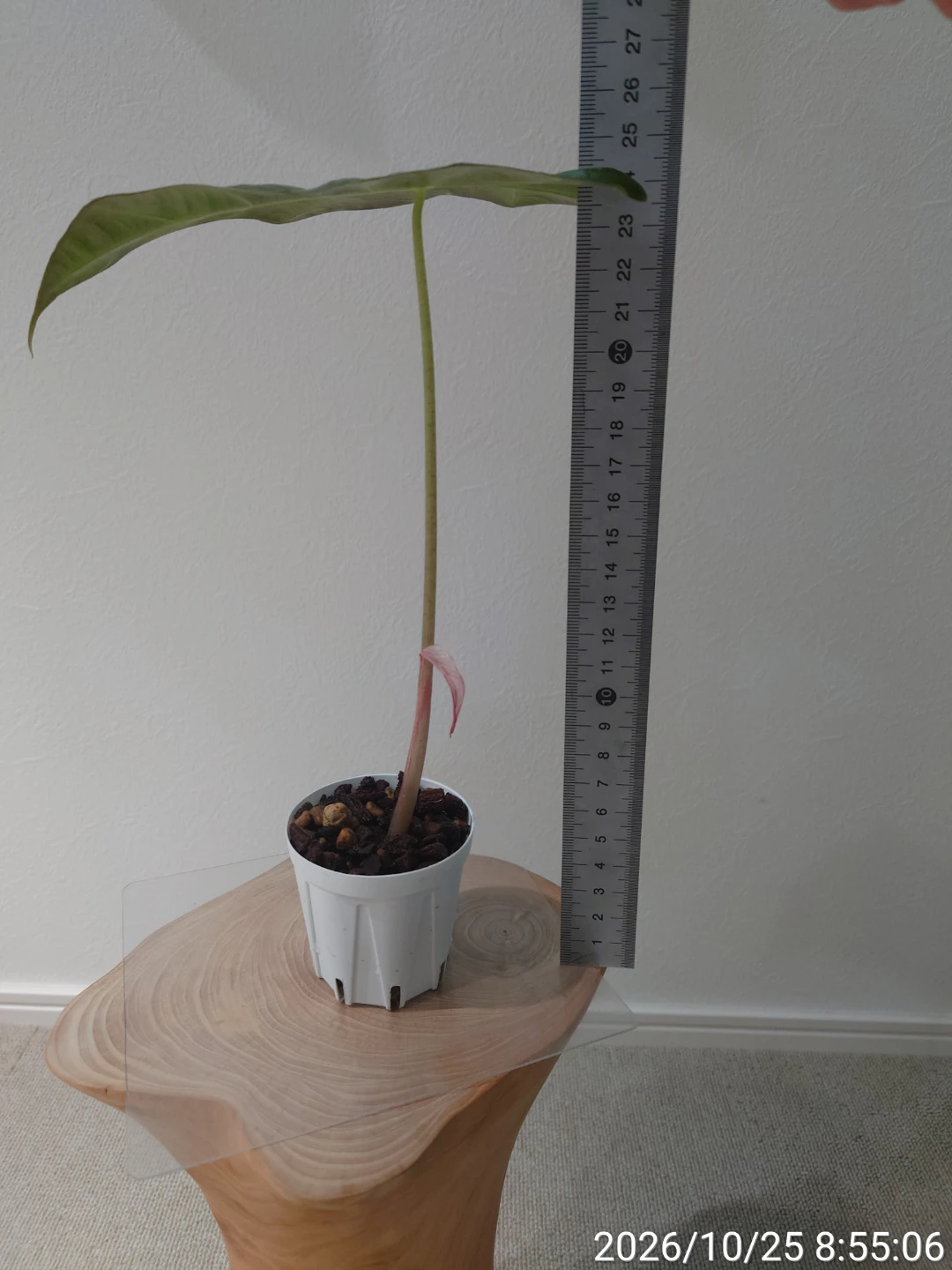 アロカシア アマゾニカ 観葉植物の写真4枚目