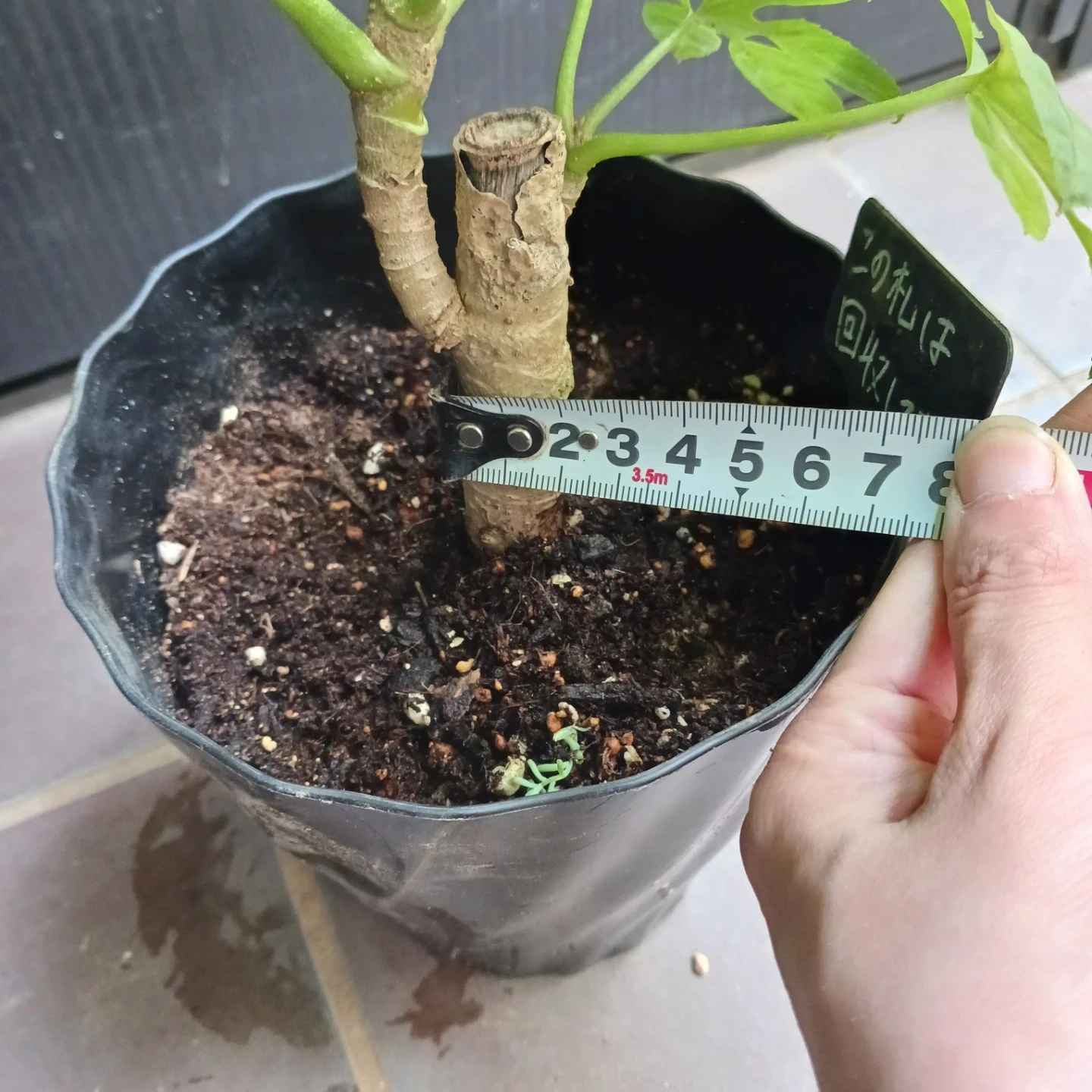 レア★18 トラベシア 5号 観葉植物 トレベシアの写真9枚目