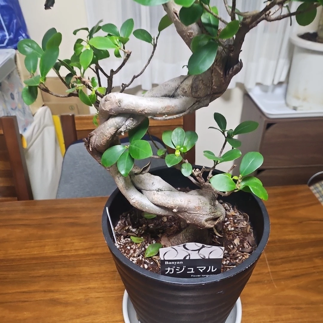 ◽大型ガジュマル◽昇り樹形◽観葉植物◽鉢植えの写真3枚目