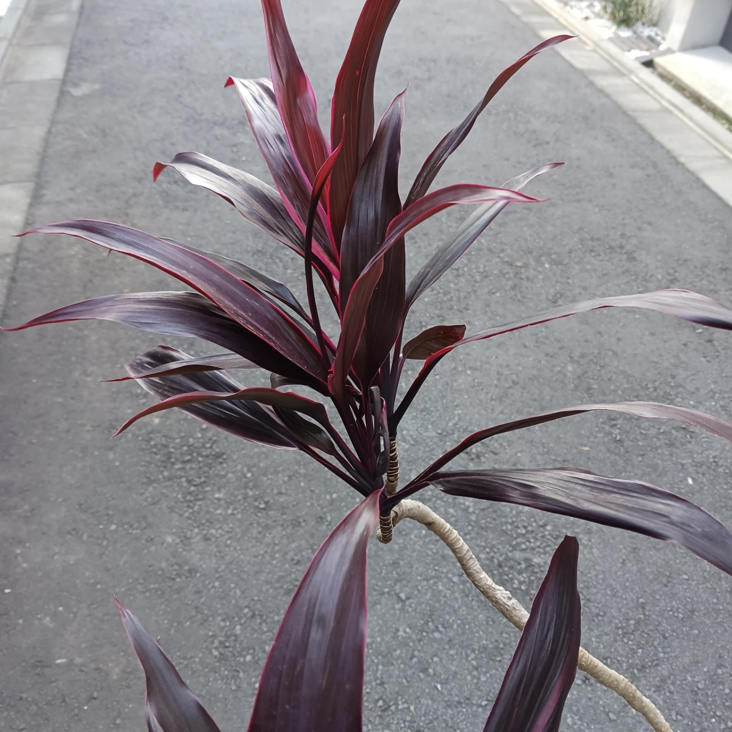 まとめ割り対象★コルジリネ アイチアカ 8号 観葉植物の写真8枚目