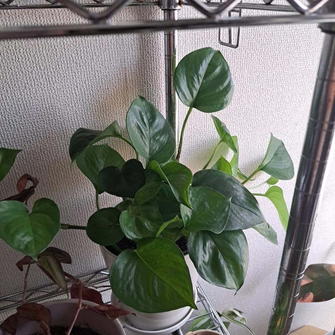 観葉植物 フィロデンドロン 鉢植えの写真2枚目