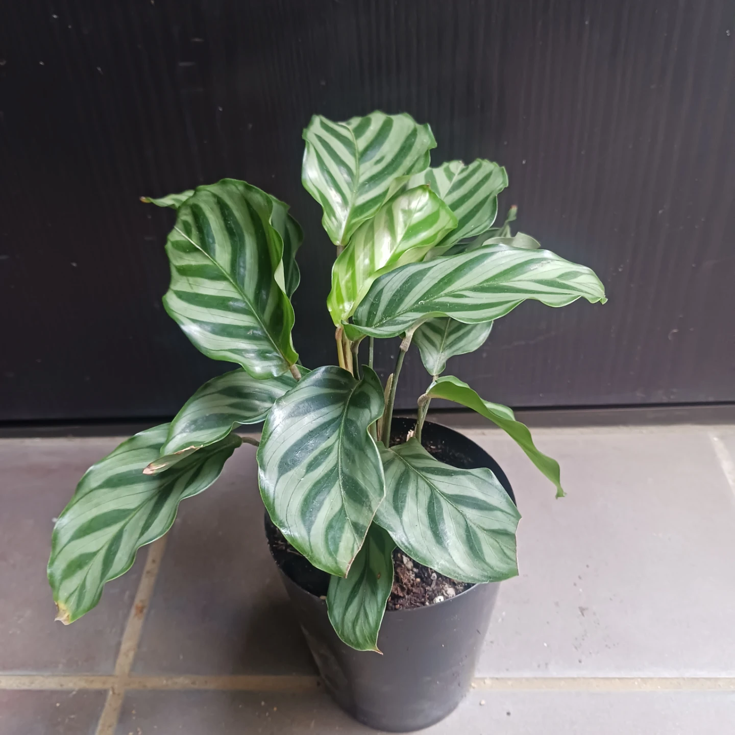 カラテア　フレディ　3号ロング　硬質ポット　観葉植物の写真2枚目