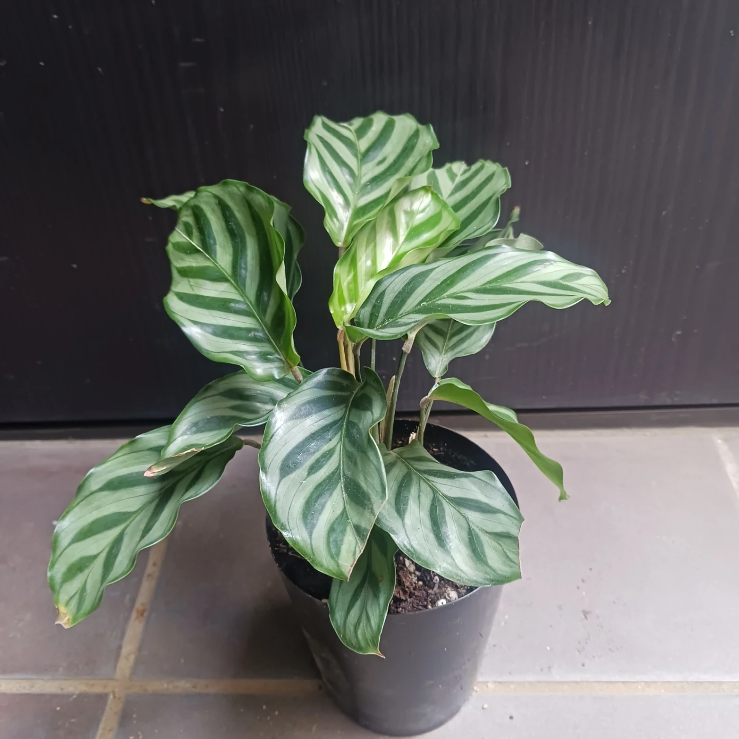 カラテア フレディ 3号ロング 硬質ポット 観葉植物の写真2枚目