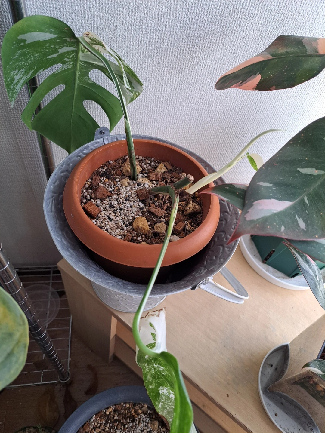 モンステラ 斑入り 観葉植物