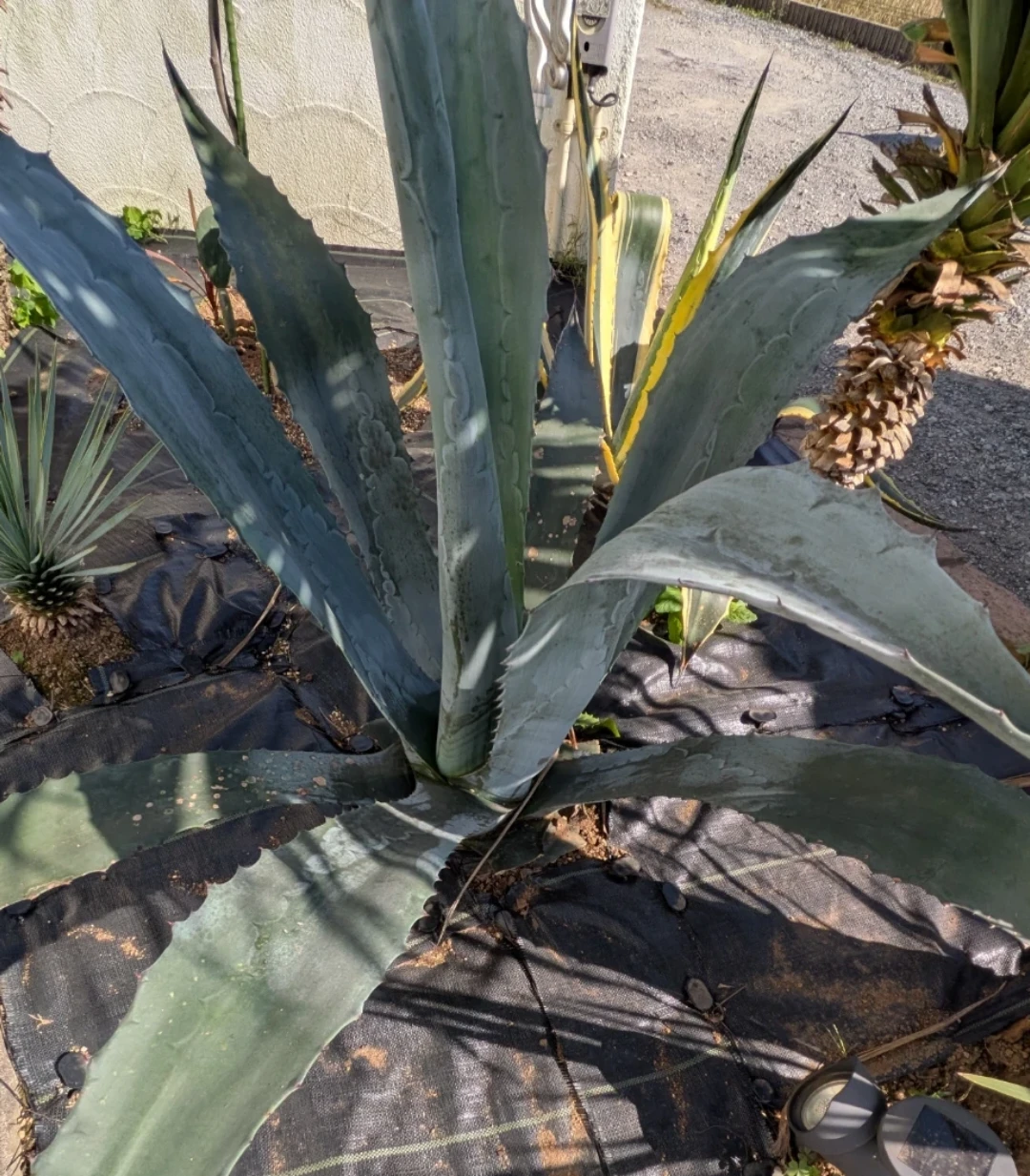 観葉植物　　 アガベ　ソテツ　子株　3セットの写真6枚目