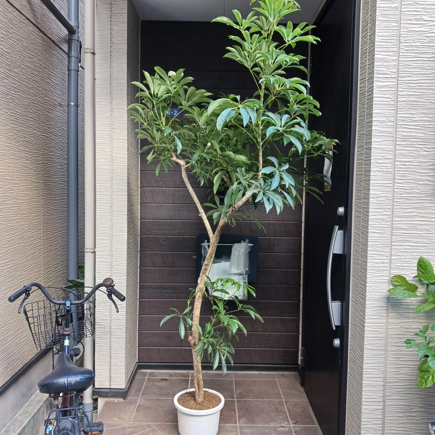 まとめ買い対象★2 シェフレラ　9号　観葉植物の写真4枚目