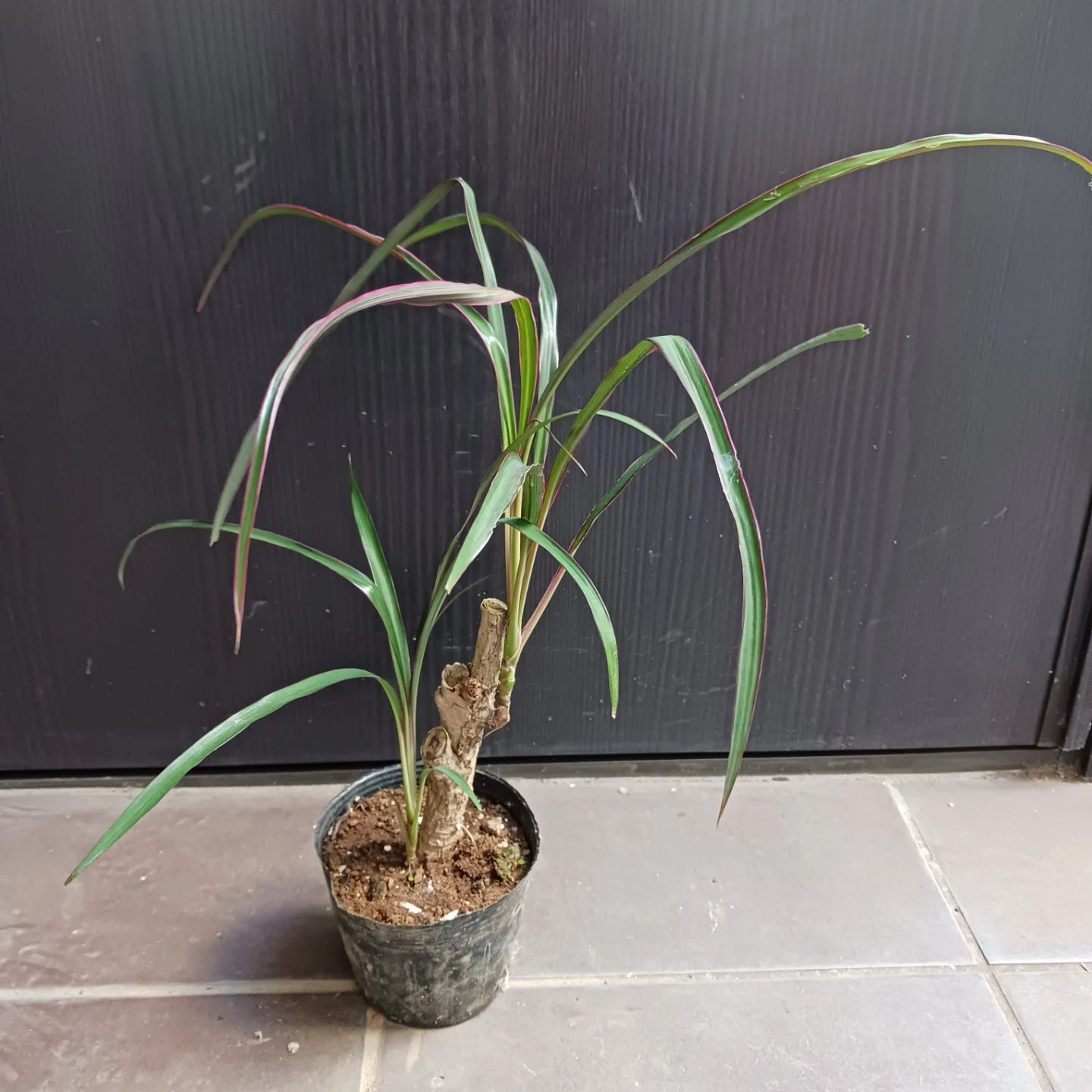 希少★1 コルジリネ　3.5号　観葉植物の写真4枚目
