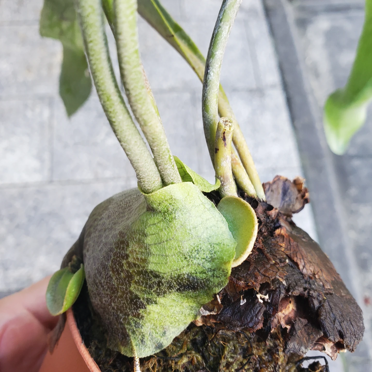 ビカクシダ コウモリラン 観葉植物の写真2枚目