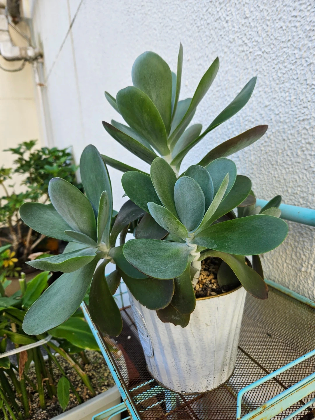 観葉植物 多肉植物 シャレな白鉢付き デザートローズの写真2枚目