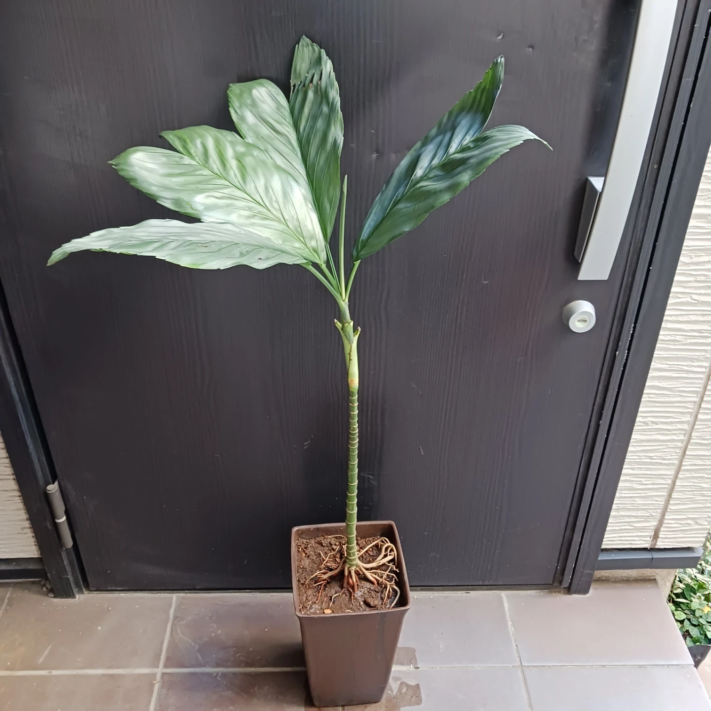 まとめ買い対象★レア★2 テネラ 7号相当 ヤシ 観葉植物の写真2枚目