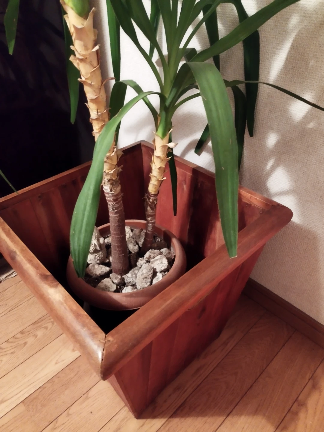 観葉植物 ユッカ、青年の木、木製プランターケース入りの写真3枚目