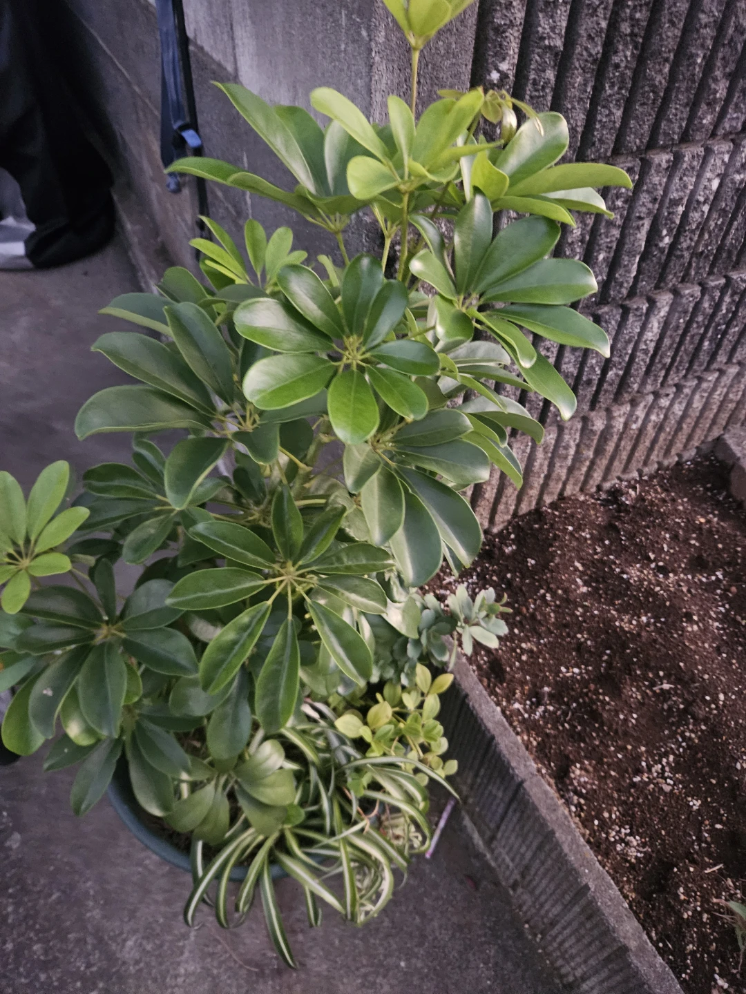 シェフレラ 観葉植物 寄せ植えの写真2枚目