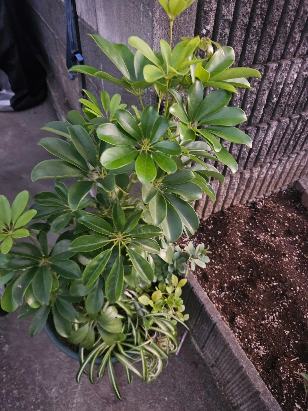シェフレラ 観葉植物 寄せ植えの写真2枚目
