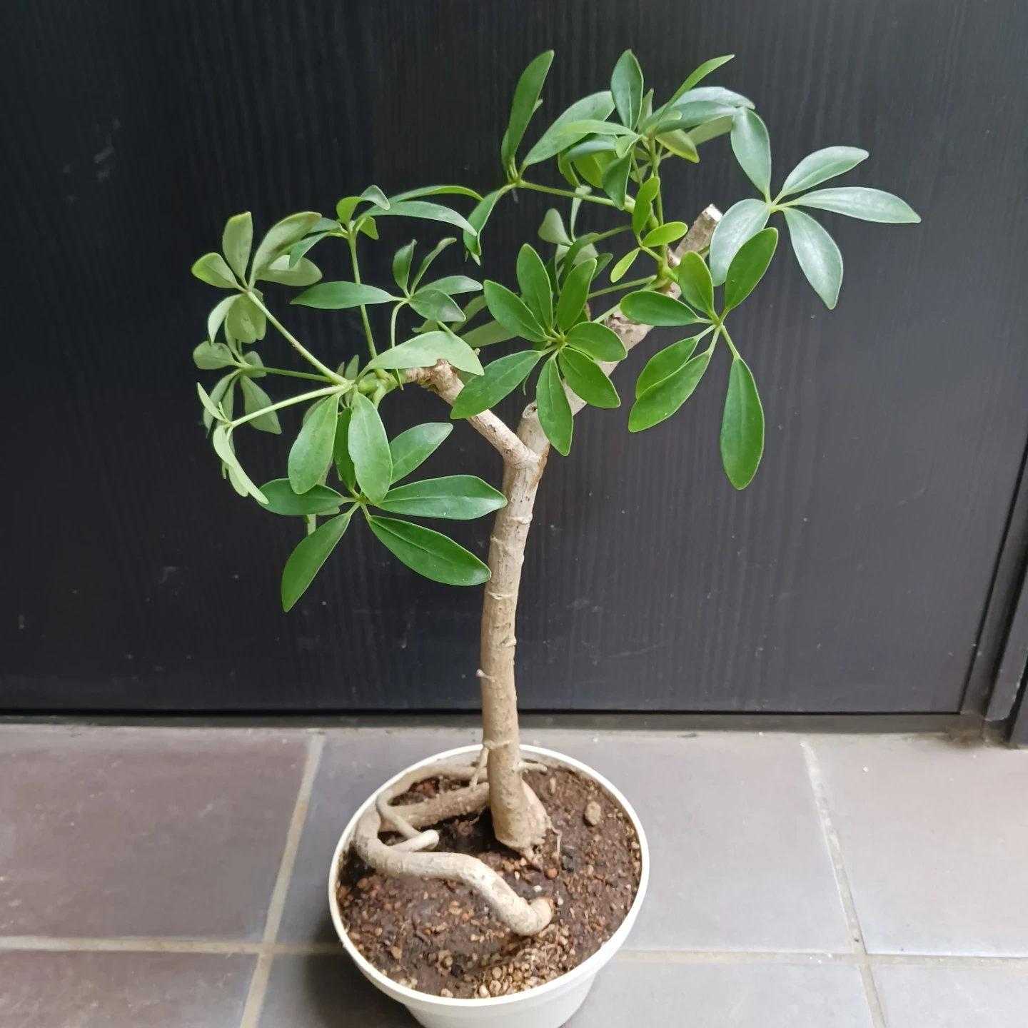 シェフレラ コンパクタ 5号 観葉植物の写真3枚目