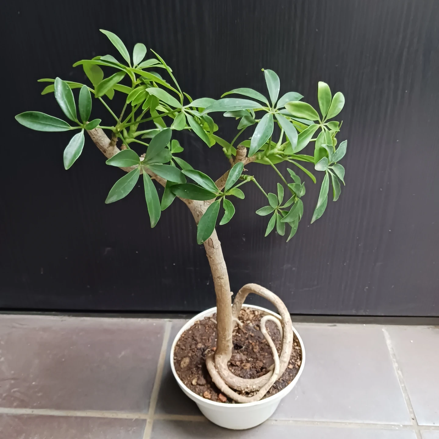 シェフレラ コンパクタ 5号 観葉植物の写真5枚目